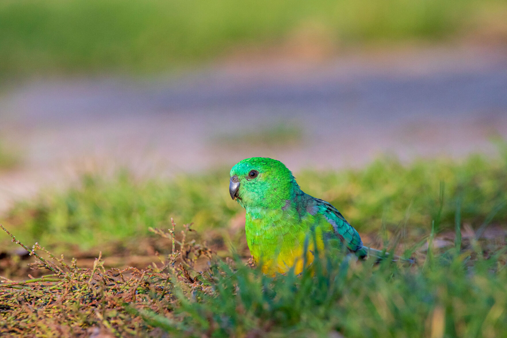 Animals are 'shape shifting' in response to climate change